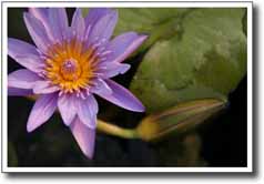 Waterlily